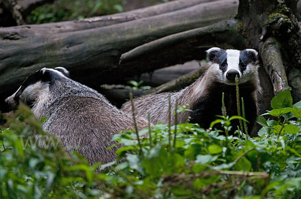 Dachs (Meles meles)