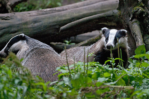 Dachs (Meles meles)