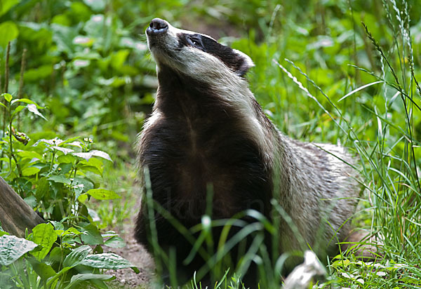Dachs (Meles meles)
