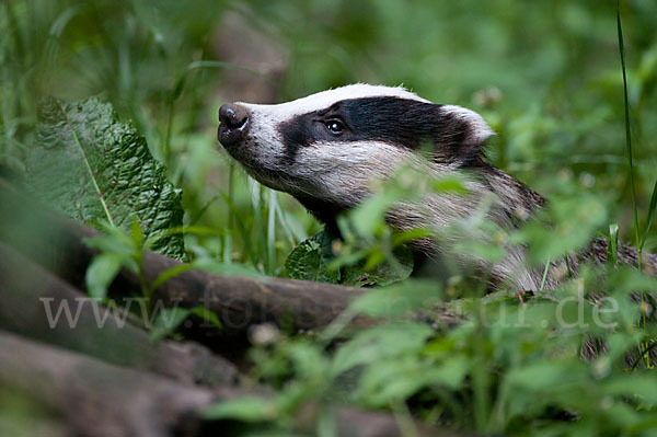 Dachs (Meles meles)