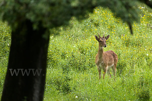 Damwild (Dama dama)