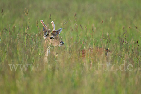 Damwild (Dama dama)