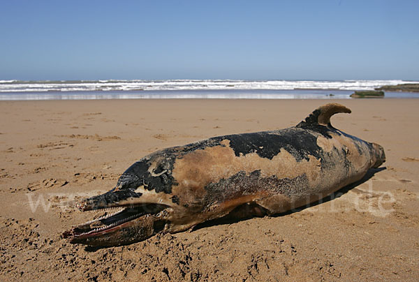 Delphin (Delphininae spec.)