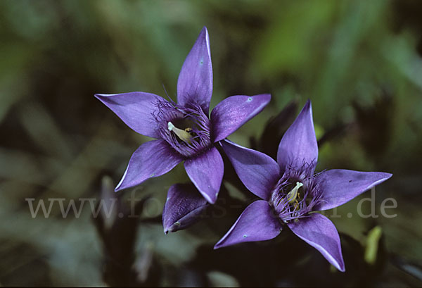 Deutscher Fransenenzian (Gentianella germanica)