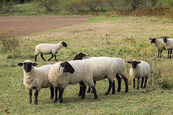 Deutsches Schwarzköpfiges Fleischschaf (Ovis gmelini aries sspec.8)