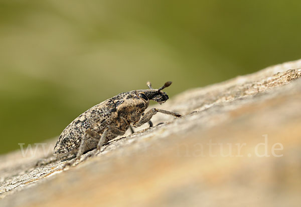 Distelgallenrüssler (Cleonis pigra)