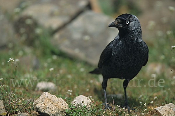 Dohle (Corvus monedula)