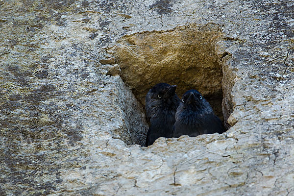 Dohle (Corvus monedula)