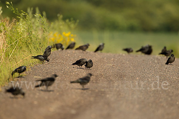 Dohle (Corvus monedula)