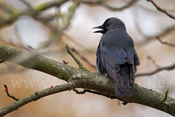 Dohle (Corvus monedula)