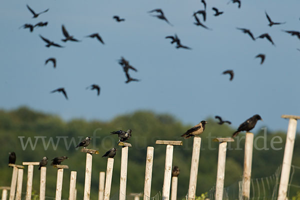 Dohle (Corvus monedula)