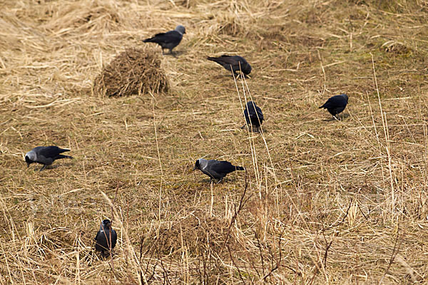 Dohle (Corvus monedula)