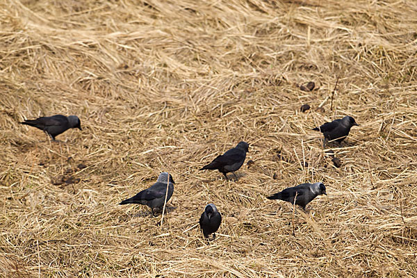 Dohle (Corvus monedula)