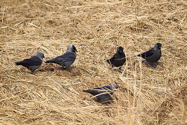 Dohle (Corvus monedula)