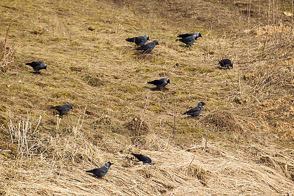 Dohle (Corvus monedula)