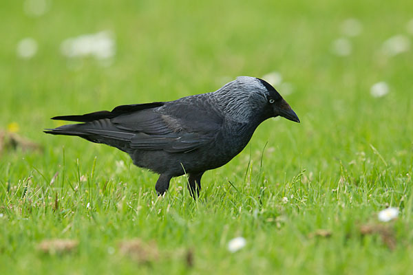 Dohle (Corvus monedula)