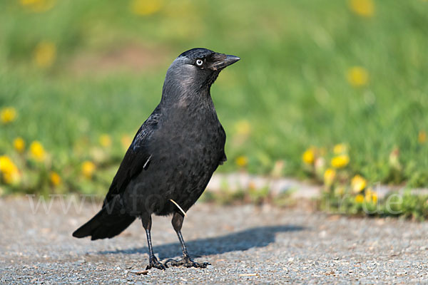 Dohle (Corvus monedula)