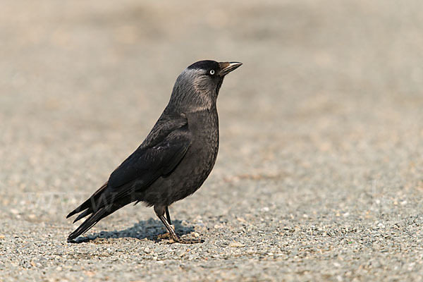 Dohle (Corvus monedula)