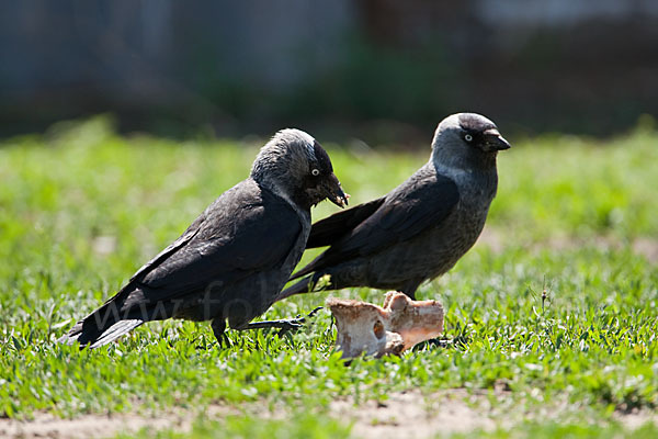 Dohle (Corvus monedula)