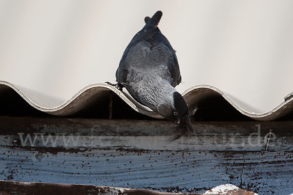 Dohle (Corvus monedula)