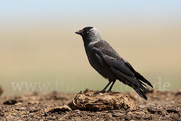 Dohle (Corvus monedula)