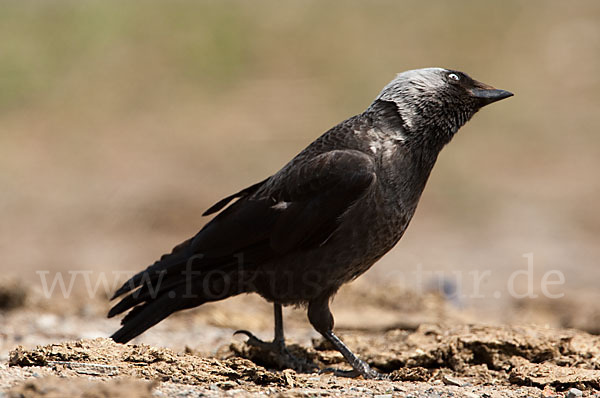 Dohle (Corvus monedula)