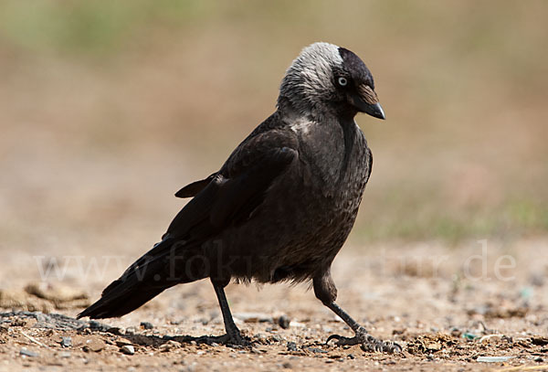 Dohle (Corvus monedula)