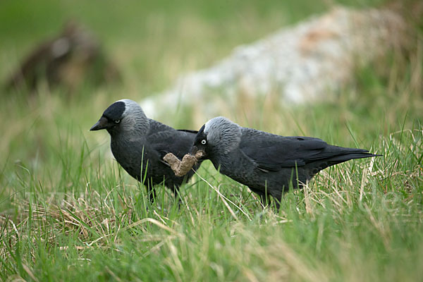 Dohle (Corvus monedula)