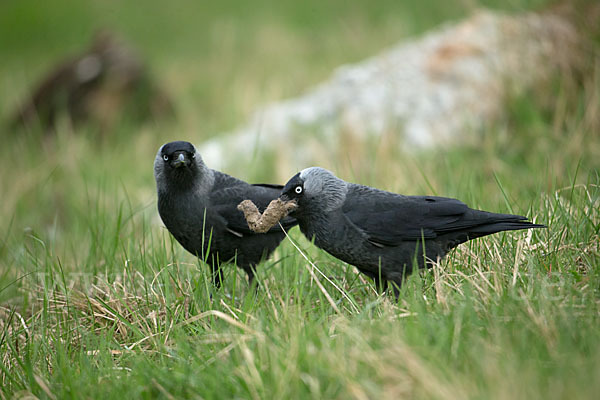 Dohle (Corvus monedula)