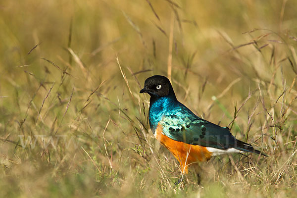 Dreifarben-Glanzstar (Lamprotornis superbus)