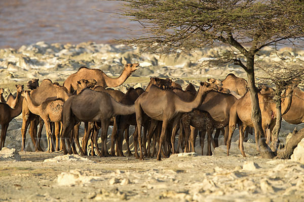 Dromedar (Camelus dromedarius)