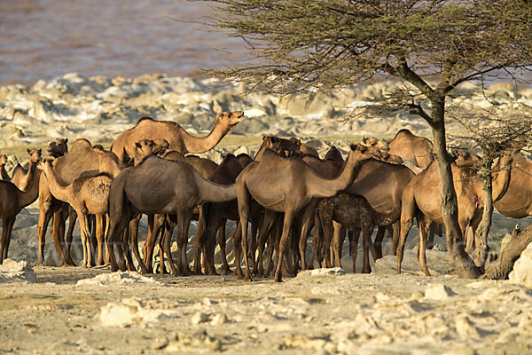 Dromedar (Camelus dromedarius)