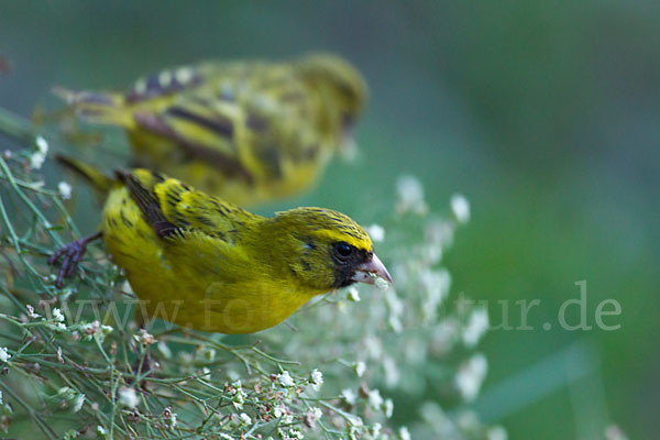 Dünnschnabelgirlitz (Serinus citrinelloides)