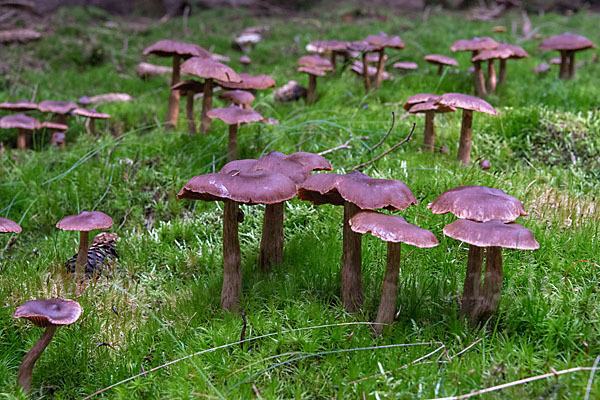 Dunkelbrauner Gürtelfuß (Cortinarius brunneus)