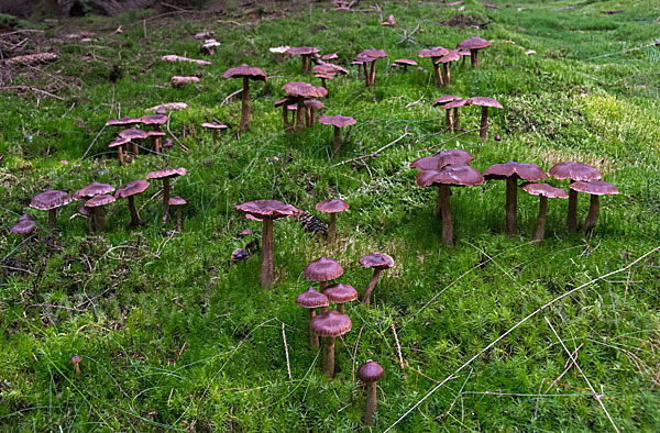 Dunkelbrauner Gürtelfuß (Cortinarius brunneus)