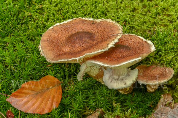 Dunkler Hallimasch (Armillaria ostoyae)