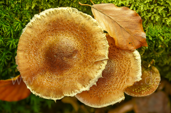 Dunkler Hallimasch (Armillaria ostoyae)