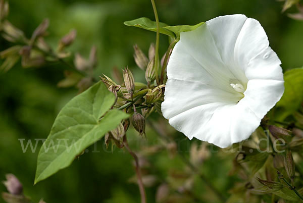 Echte Zaunwinde (Calystegia sepium)