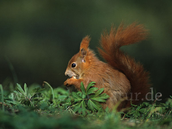 Eichhörnchen (Sciurus vulgaris)