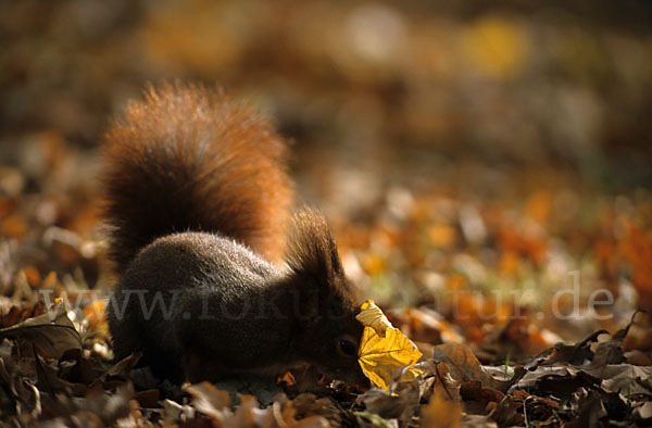 Eichhörnchen (Sciurus vulgaris)