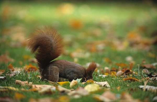 Eichhörnchen (Sciurus vulgaris)