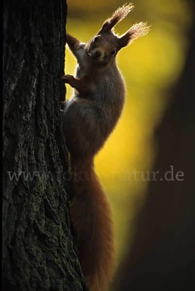 Eichhörnchen (Sciurus vulgaris)