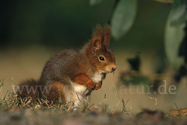 Eichhörnchen (Sciurus vulgaris)