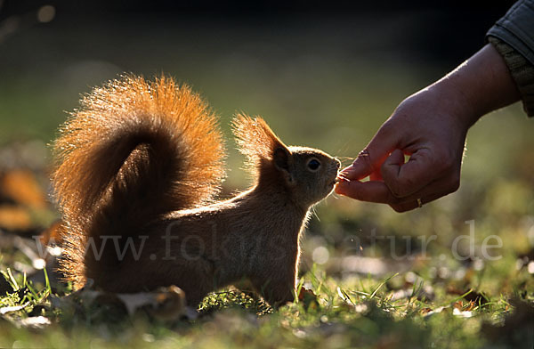 Eichhörnchen (Sciurus vulgaris)