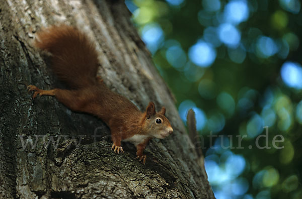 Eichhörnchen (Sciurus vulgaris)