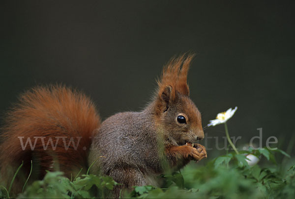 Eichhörnchen (Sciurus vulgaris)