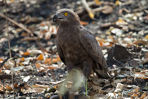 Einfarb-Schlangenadler (Circaetus cinereus)