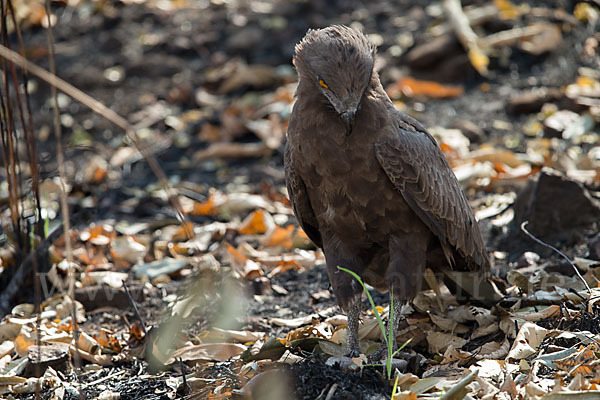 Einfarb-Schlangenadler (Circaetus cinereus)