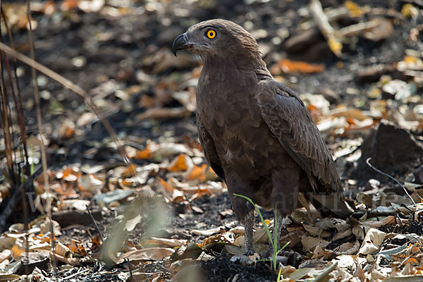 Einfarb-Schlangenadler (Circaetus cinereus)