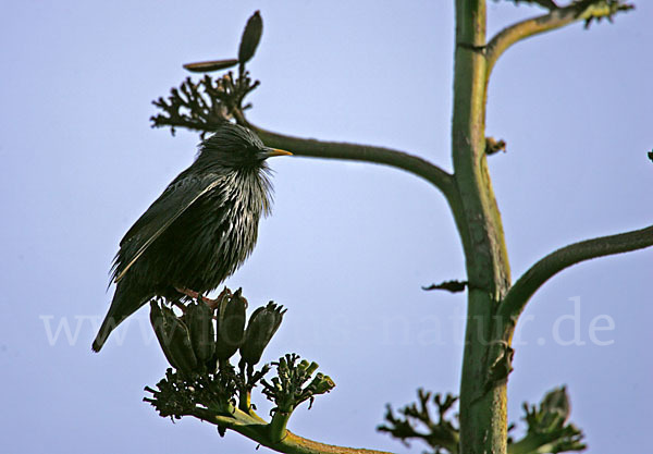 Einfarbstar (Sturnus unicolor)